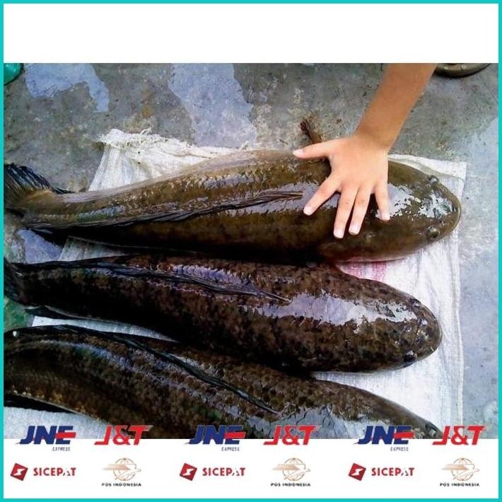 

BISMILLAH IKAN GABUS / IKAN KUTUK HIDUP SEGAR (READY SETIAP HARI) ALISUP