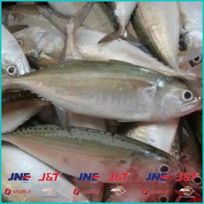 

BISMILLAH IKAN KEMBUNG SEGAR KILOAN ALISUP
