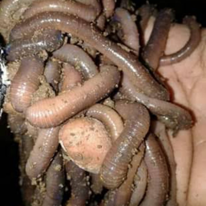 Cacing Kalung Kebo 1Kg