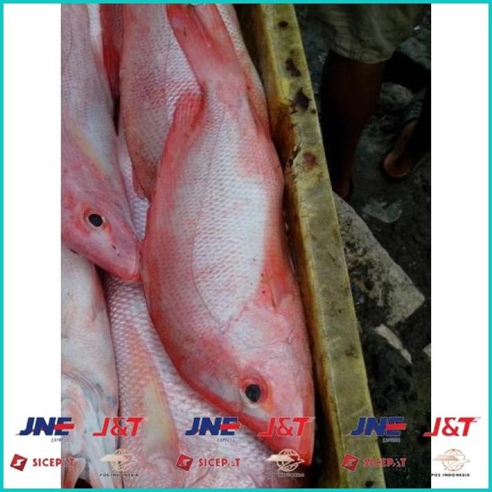 

BISMILLAH IKAN KAKAP GILING SUPER ALISUP