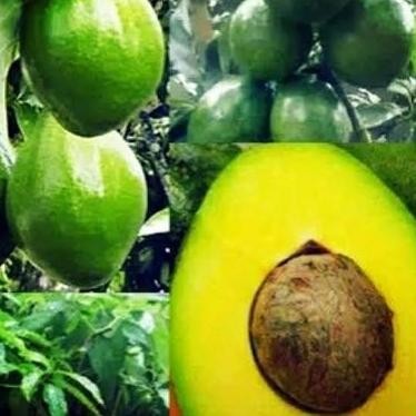 jual bibit buah alpukat Miki pohon alpukat hasi okulasi unggulan AX
