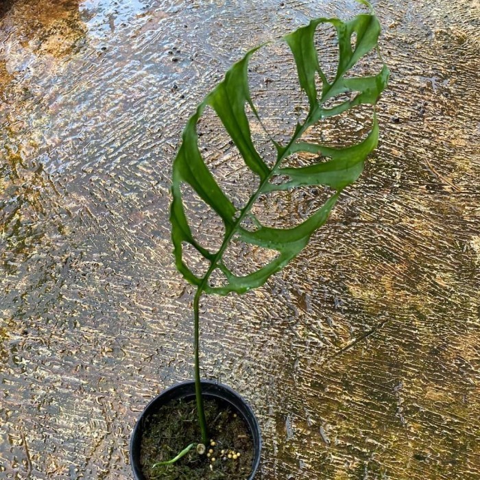 Monstera Obliqua - Monstera Obliqua Peru - Obliqua (Baby Ekonomis)