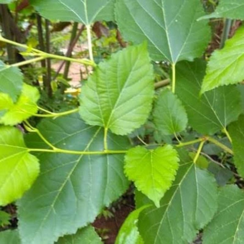 

Berjaya Bike - DAUN MURBEI MULBERRY SEGAR FRESH