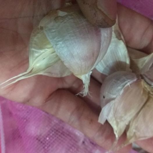 

Bawang Putih Kating Bersih /Kg
