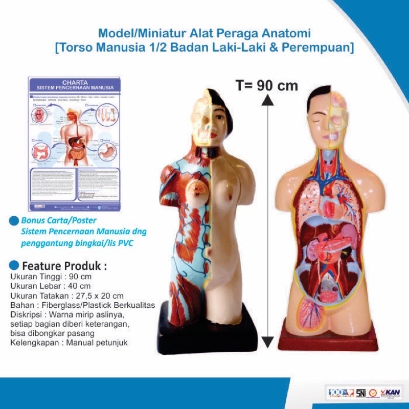 

Originial [Original] Torso Model Anatomi Tubuh Manusia Laki-Laki Dan Perempuan Setengah Badan [Alat