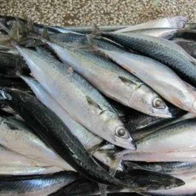 

IKAN SALEM SEGAR FRESH