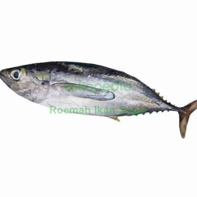 

Fillet Baby Tuna YELLOW FIN SKIN ON 500 gram Premium Frozen Segar