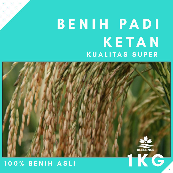Bibit Padi Ketan