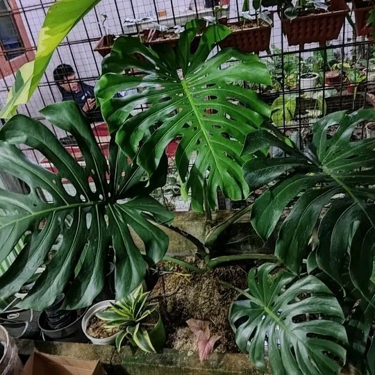 Tanaman Hias Monstera King Jumbo Dan Real Pic