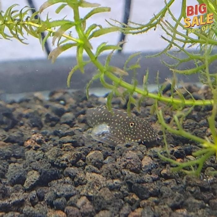 

Cuci Gudang Ikan Borneo Sucker / Ikan Pari Mini Air Tawar Promo Hemat