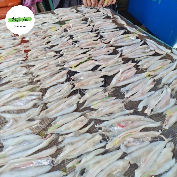

Ikan Kering Tipis Khas Tarakan A9