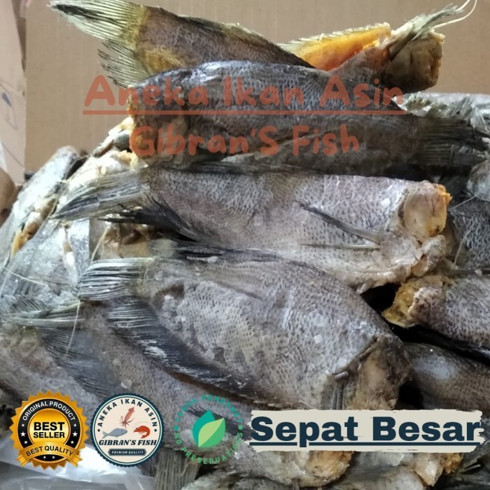 

Ikan Asin Sepat Besar Premium A9