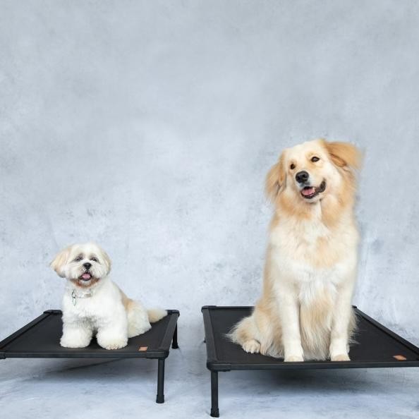 The Duracot (Large) -- Elevated Dog Bed (Pet Cot, Tempat Tidur Hewan)