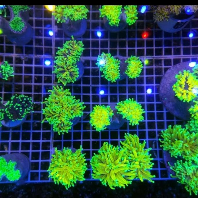 

PROMO KR ANEMON BANANA PER CABANG BEST SELLER