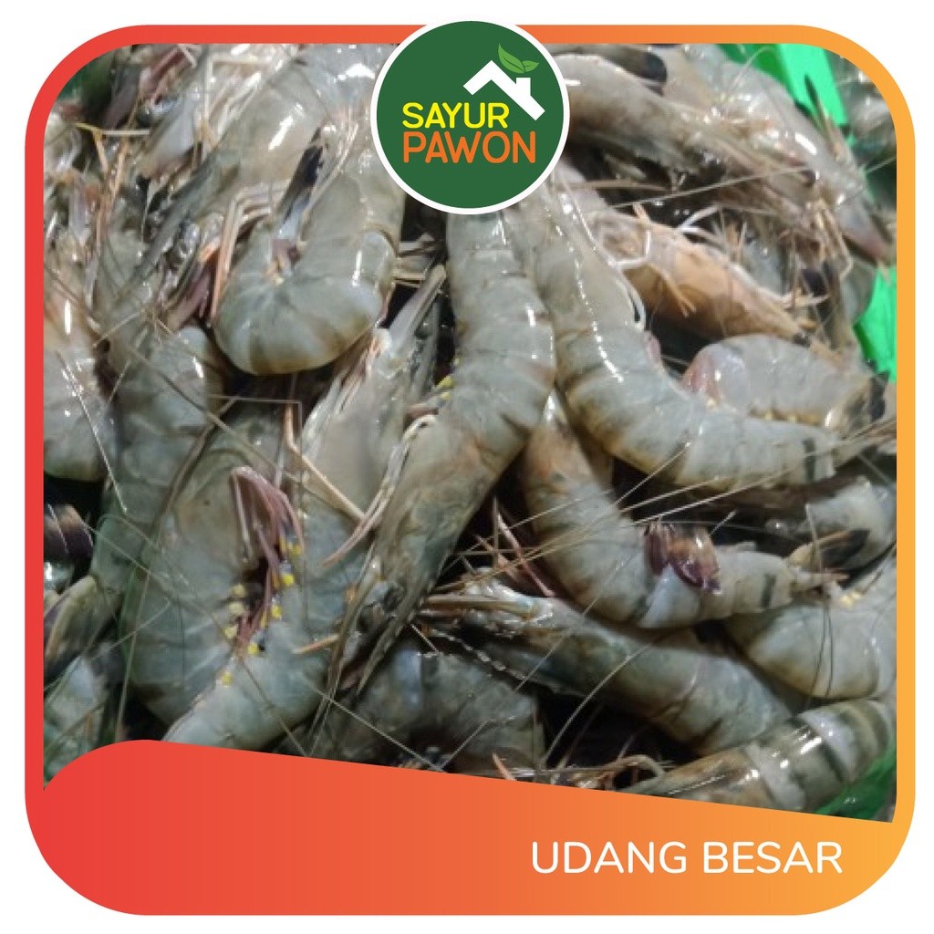 

UDANG BESAR SEGAR Per 250 gram