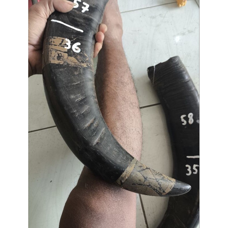 tanduk kerbau padat 35cm-36cm
