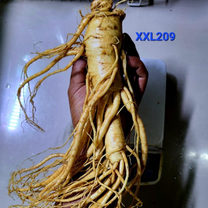 ginseng korea super jumbo