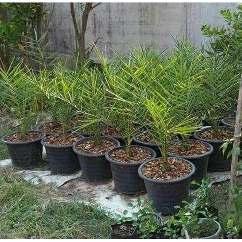 Bibit Kurma Kultur Jaringan / Pohon Kurma AJWA