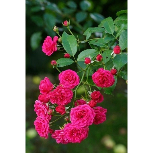 Tanaman Hidup Bibit Bunga Mawar import Hidup-Mawar wangi-Mawar Rambat-Mawar murah-Mawar cantik