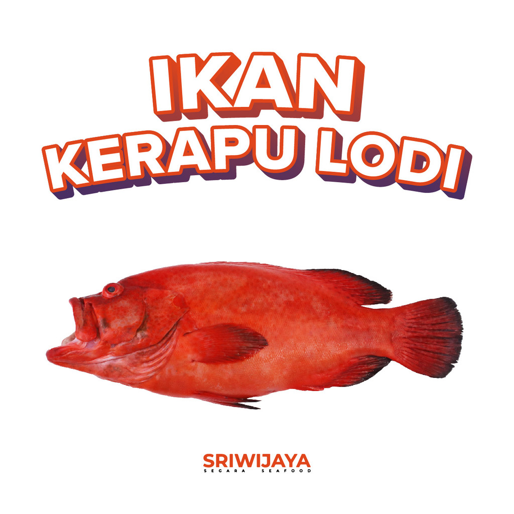 

Ikan KERAPU LODI