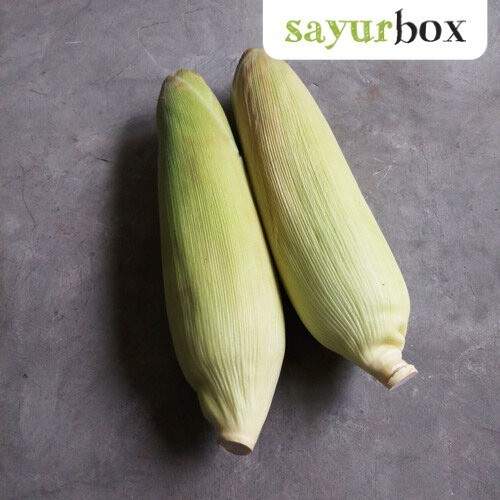 

Jagung Manis Kulit Konvensional 1 kg Sayurbox