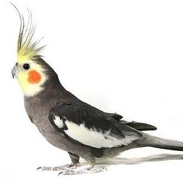 Burung Falk Dewasa - Burung Parkit Australia - Falk Tompel