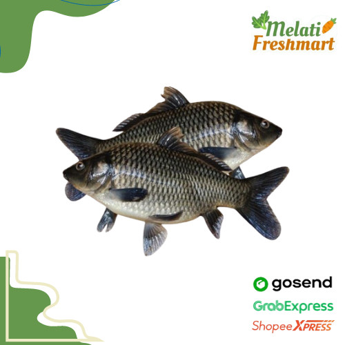 

Ikan Mas Air Tawar 500 gr (isi 3 / 4) - Melati Freshmart