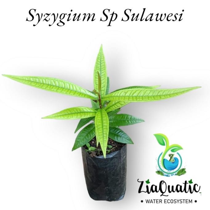 Syzygium Sp Sulesi - Tanaman Indoor/Bibit Buah/Tanaman Hias ATY