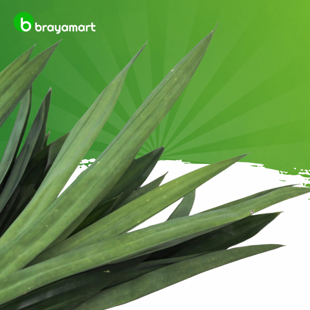 

Daun Pandan 1 Ikat Brayamart