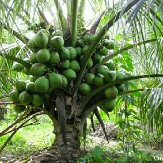 PROMO 2 BIBIT KELAPA GENJAH ENTOK PENDEK BERBUAH