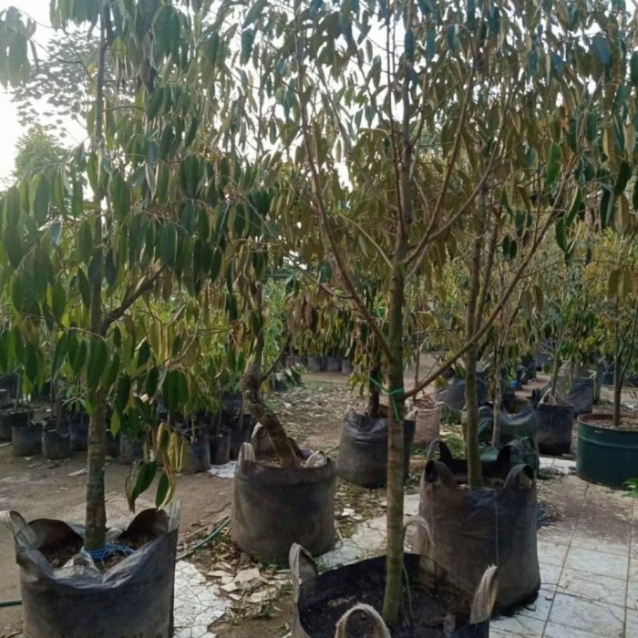 POHON DURIAN MUSANGKING TINGGI 2 METER