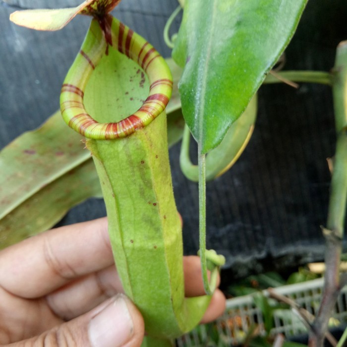NEPENTHES GLOBOSA X MIRANDA/KANTONGSEMAR/TANAMAN KARNIVORA/TANAMANHIAS