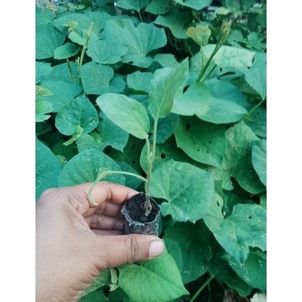 Bibit Tanaman Terong hijau JUMBO/BESAR siap tanam (Beli 10 Bonus 1)