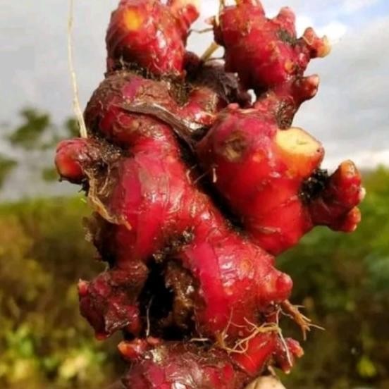 

Jahe Merah Segar Jumbo Rimpang Besar Sudah Dicuci Bersih 1 Kg