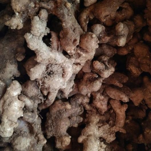 

Jahe Emprit 1 Kg