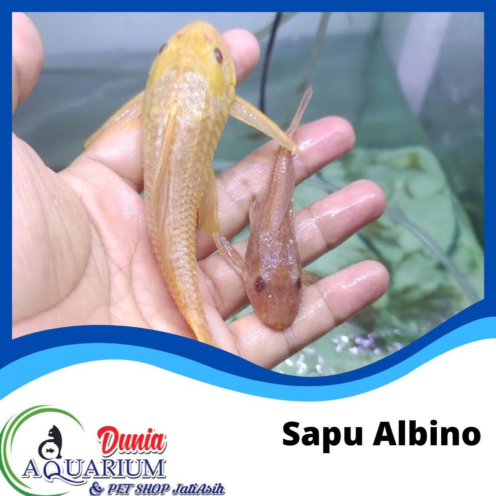 Terlaris Ikan Hias Sapu Albino Pemakan Pembersih Alga Lumut Aquarium Kolam Nyp