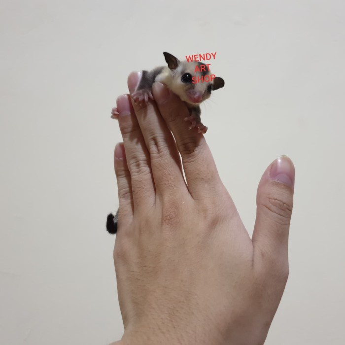 Anakan Sugar Glider (Joey) Betina White Face (WF)