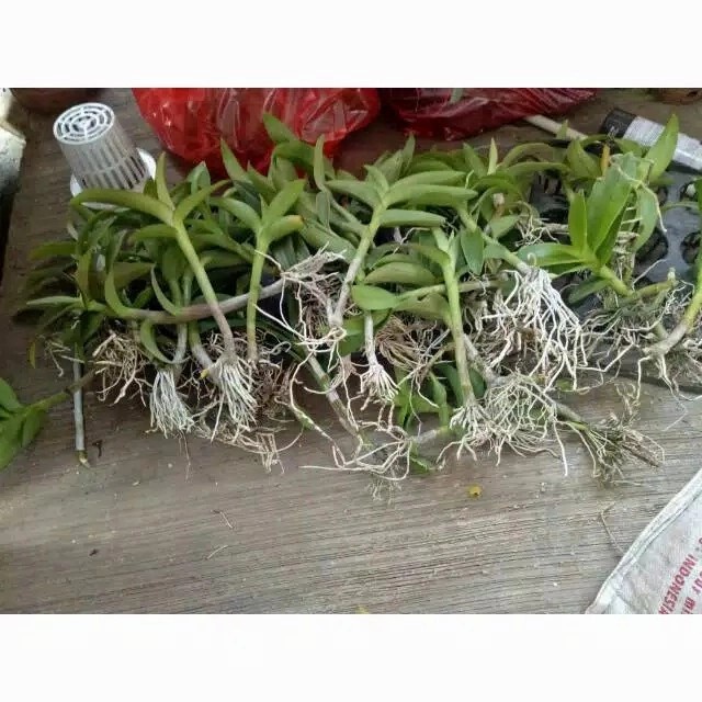 [Hiasan] Anggrek Dendrobium Lineale [Taman]