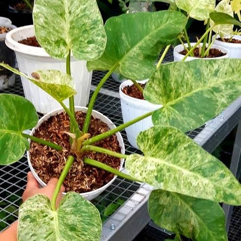 [Hiasan] Philodendron Giganteum Marbel Variegata/Philodendron Marbel Varigata [Taman]