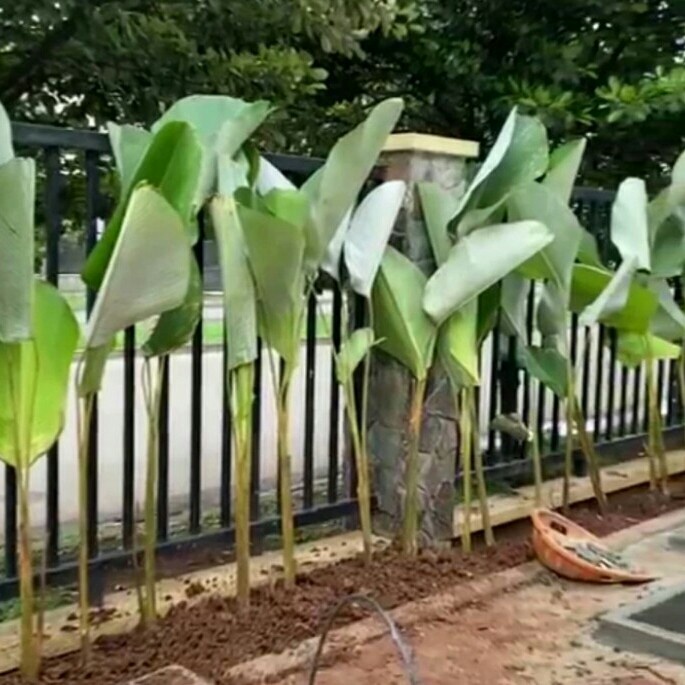 [Bibit] Tanaman Hias Calathea Lutea Pisang Kipas Tinggi Pohon 150Cm [Unggul]