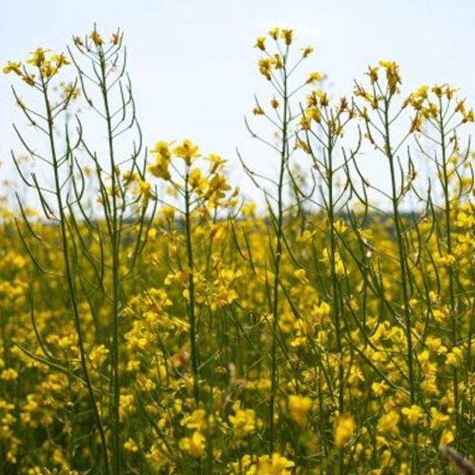 

jen Canola Oil / Minyak Kanola Lily Flower 5 LTR