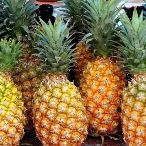 

Nanas Bubuk Kuning Rasa Spesial Spy