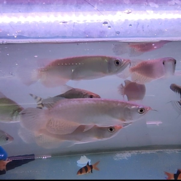 ikan arwana Green Pino