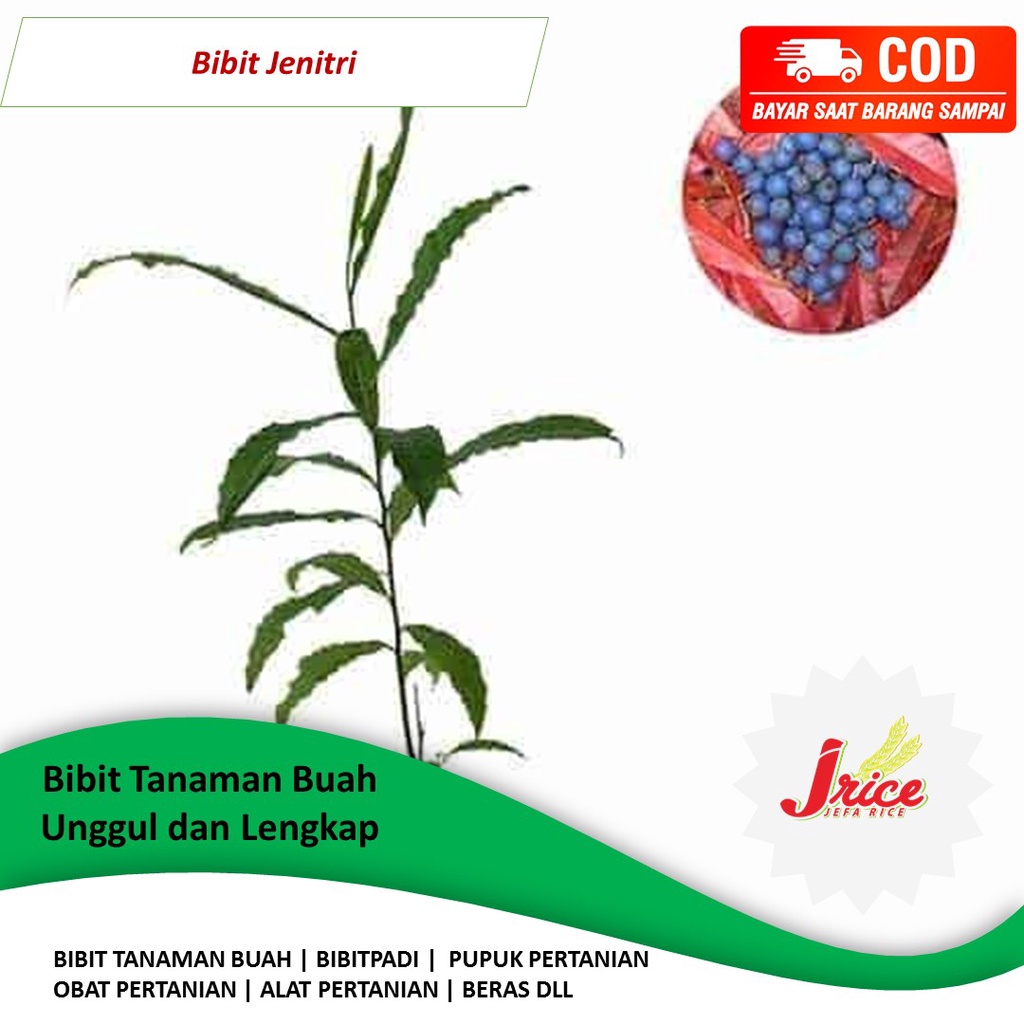 BIBIT TANAMAN JENITRI BIBIT TANAMAN GENITRI