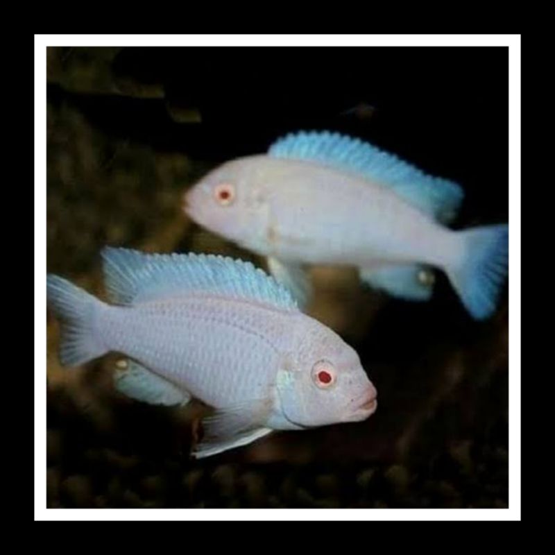 CICHLID SNOW WHITE REMAJA