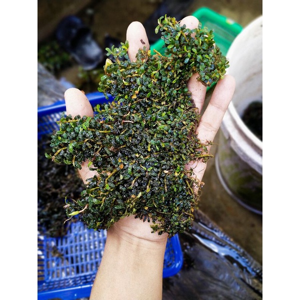 Bucephalandra mini micro (clum)