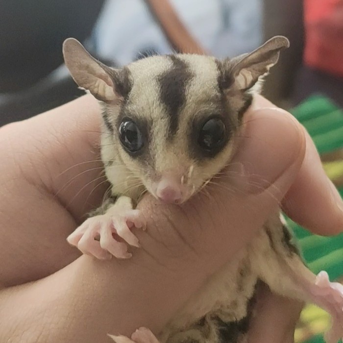 Sugar Glider Mozaik Betina Joey