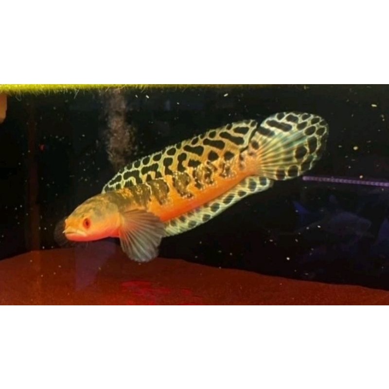 channa maru ys, channa yellow sentarum, maru ys