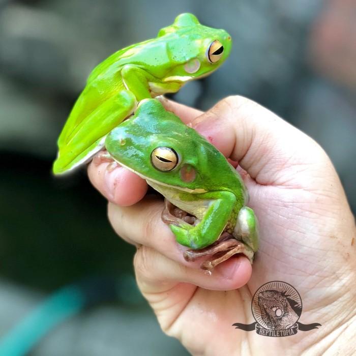 White Lips Tree Frog - Bukan Pacman Dumpy Dart Kodok Katak Bull Amfibi