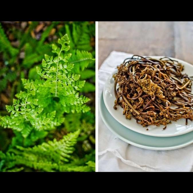 

------] Dried korean Gosari 100gr/ fernbrake - bracken fiddleheads pakis korea